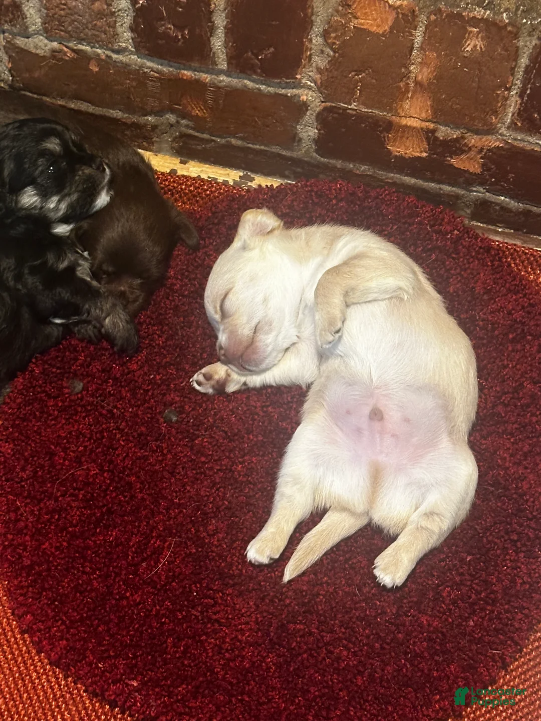 Chihuahua dogs for sale: Chihuahua Puppy 1 - Ad 2