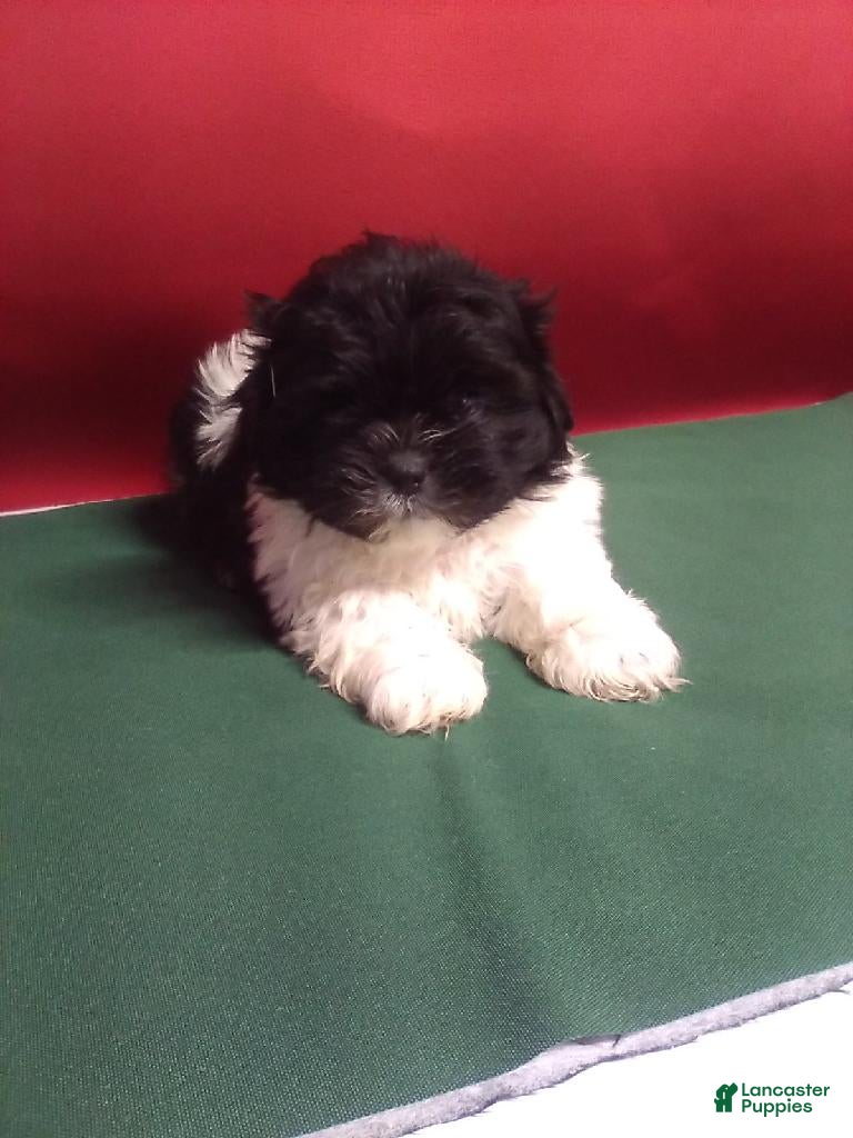 Shih Tzu dogs Sammy  - Ad 21