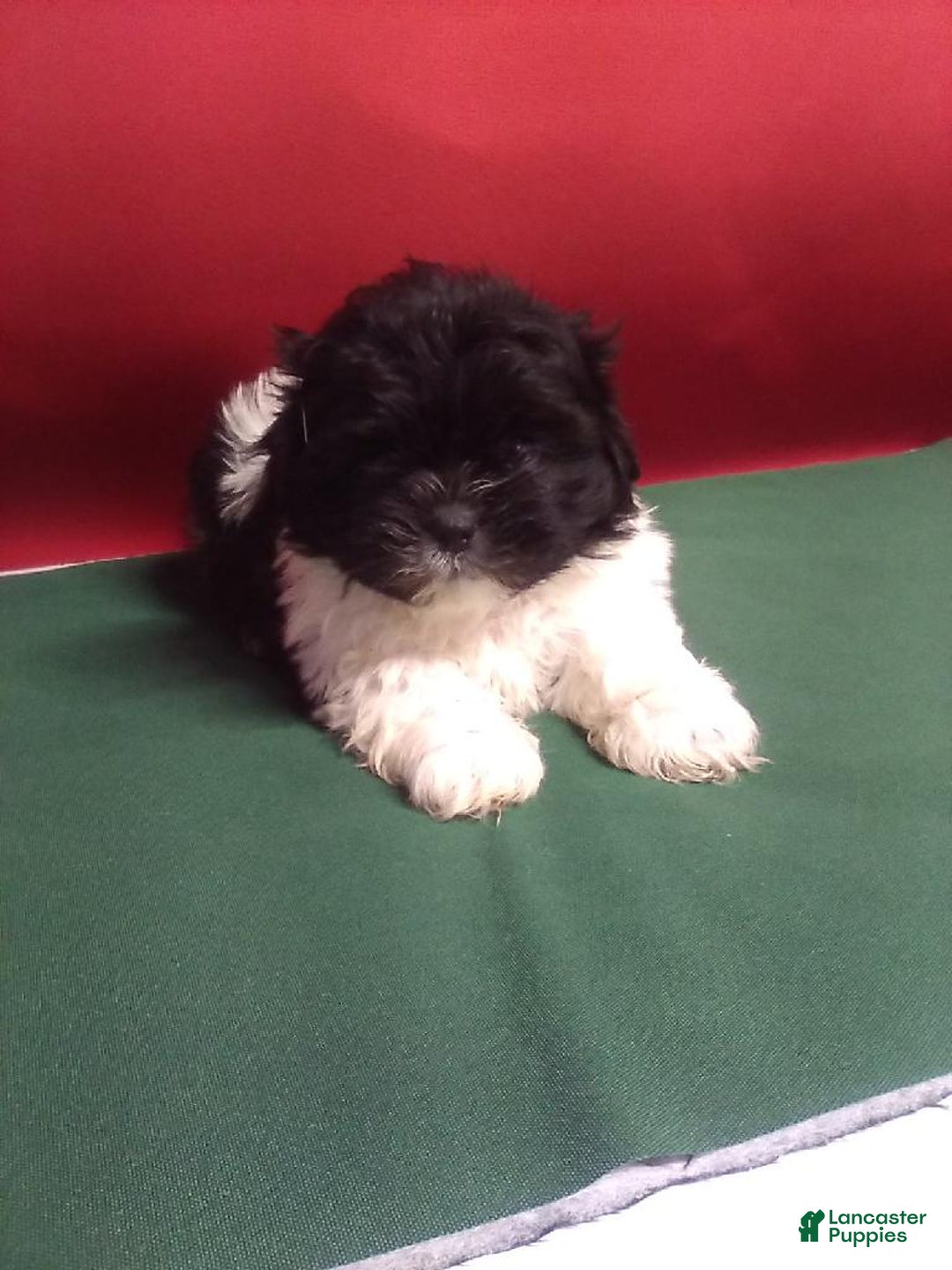 Shih Tzu dogs for sale: Sammy  - Ad 1