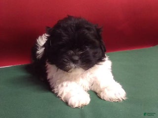 Shih Tzu dogs Sammy - Ad 21