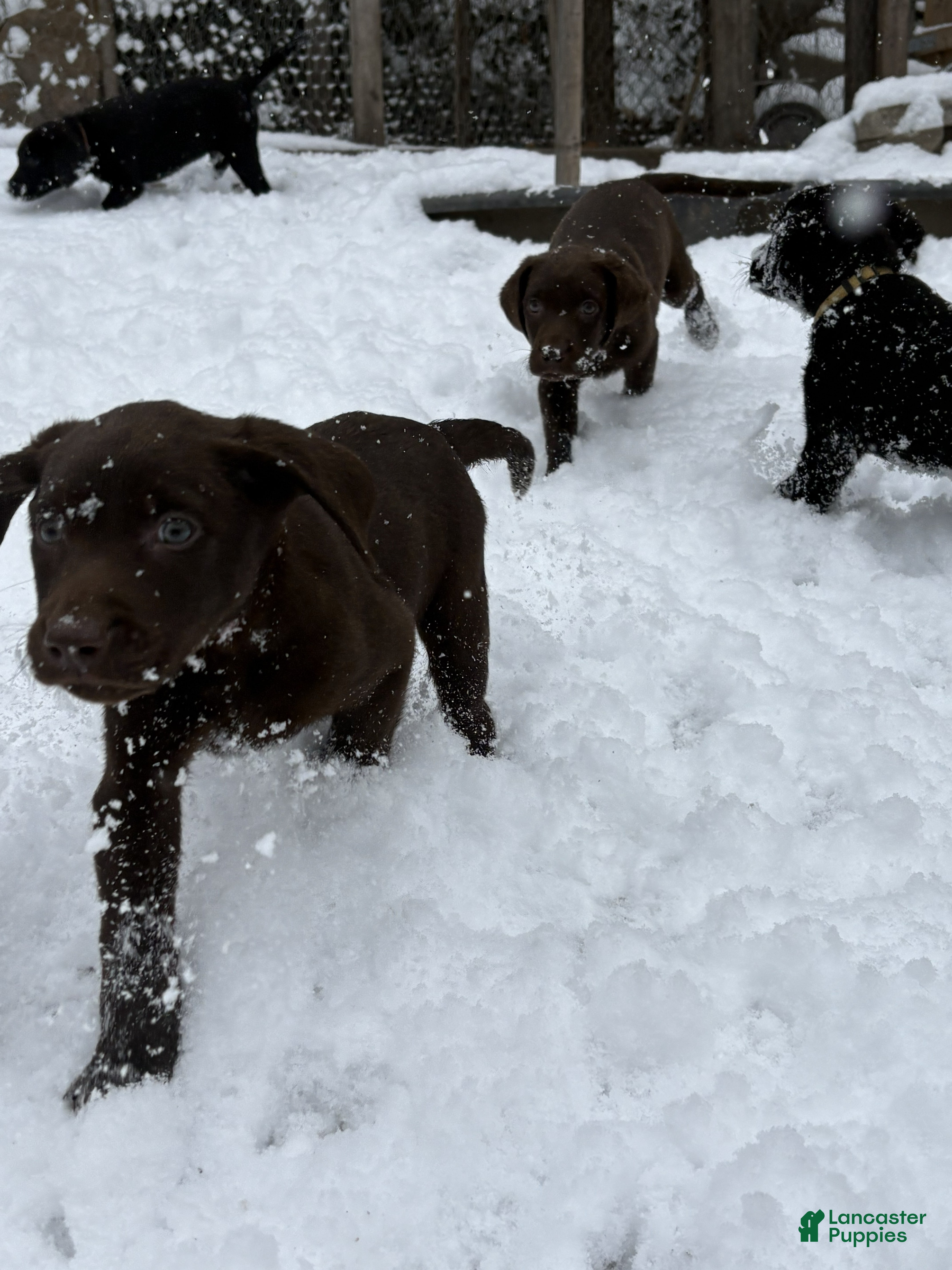 Labrador Retriever dogs Maple- Chocolate - Ad 17