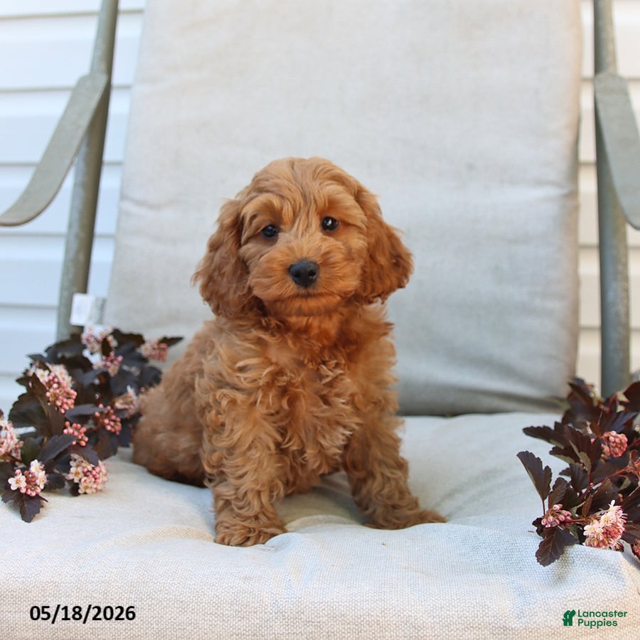 Cockapoo dogs Jaden - Ad 1