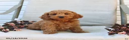 Cockapoo dogs for sale: Jaden - Ad 6