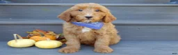 Mini Goldendoodle dogs for sale: Bingo - Ad 8