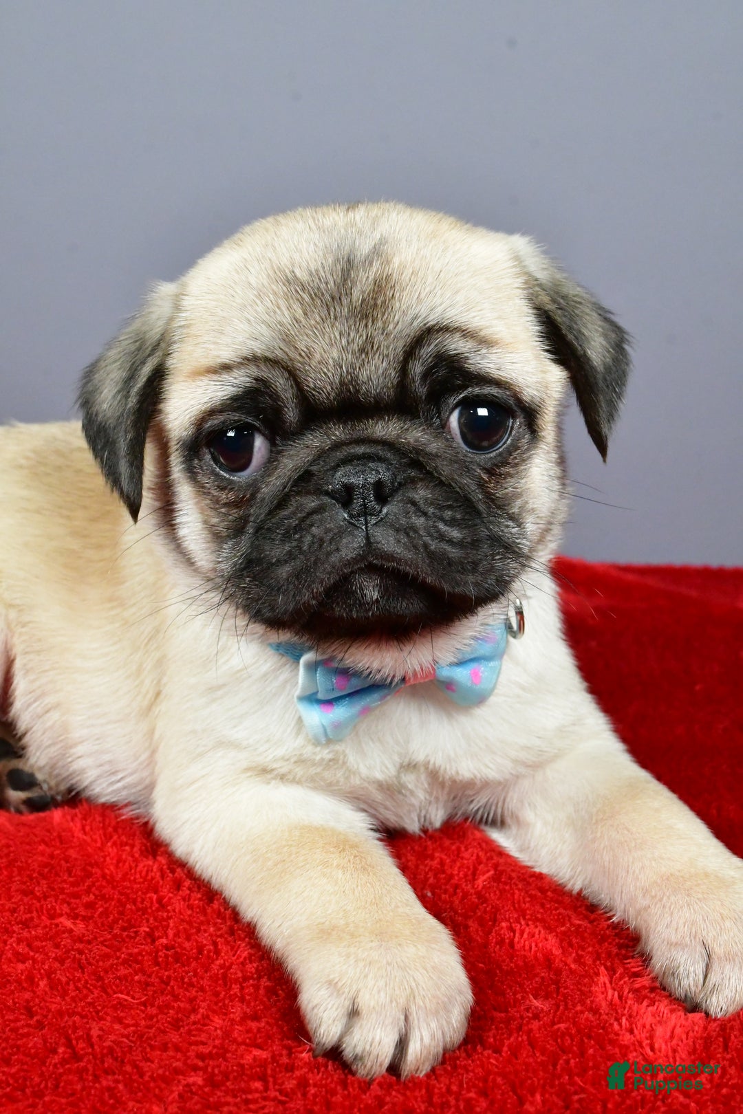 Pug dogs for sale: Toby - Ad 5