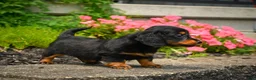 Miniature Dachshund dogs for sale: AKC-Jane - Ad 8