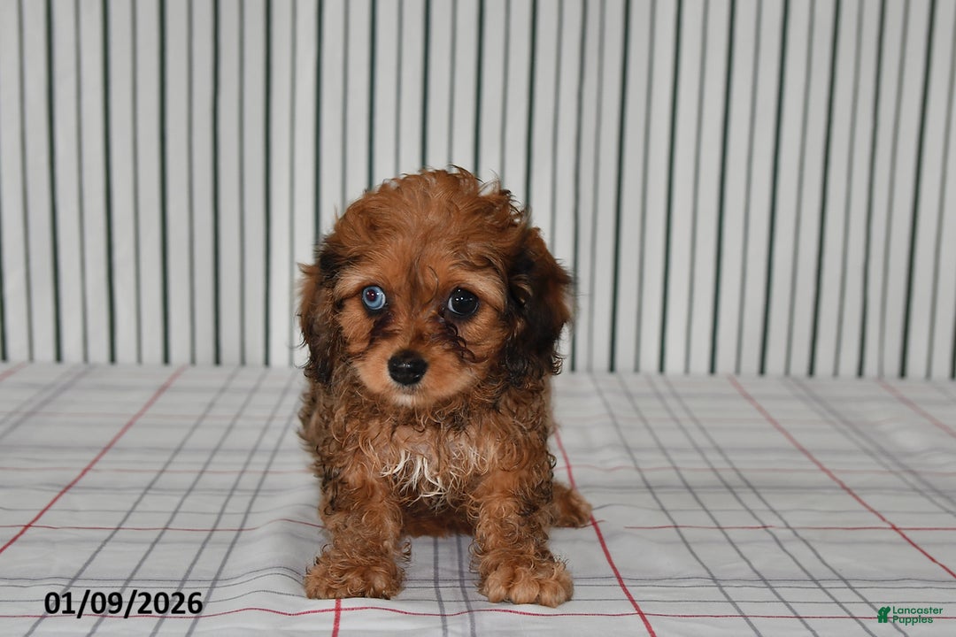 Cavapoo dogs for sale: Bonnie - Ad 2