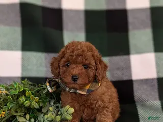 Toy Poodle dogs for sale: Silvester 9 lbs Full Grown - Ad 2