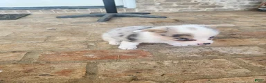 American Corgi 1