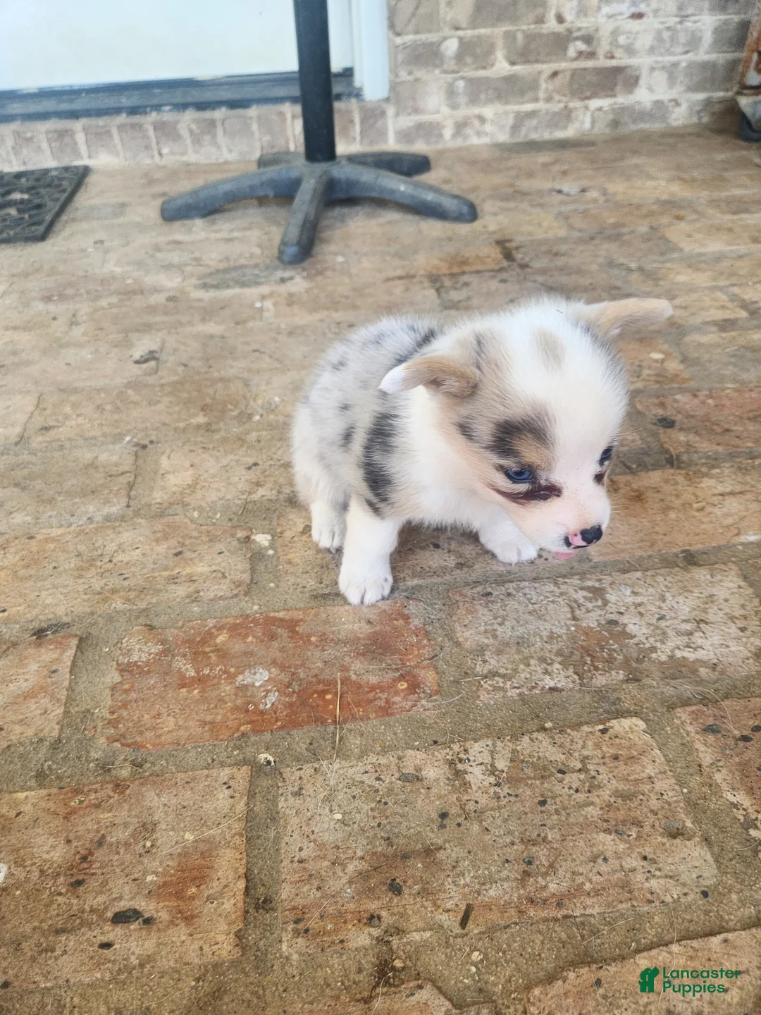 American Corgi dogs for sale: American Corgi 1 - Ad 1