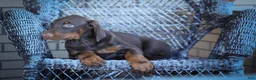 Doberman Pinscher dogs for sale: MASTER - Ad 5