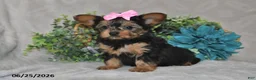 Yorkshire Terrier dogs for sale: Brielle - Ad 4