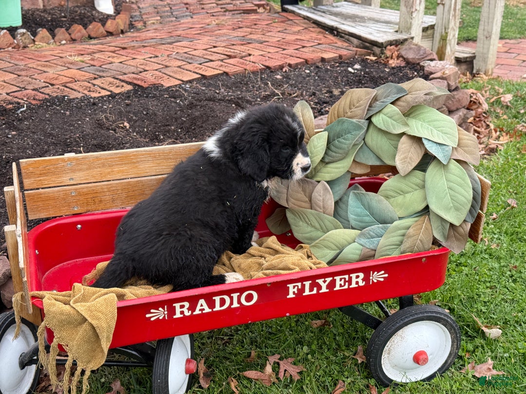 Mixed Breed dogs for sale: Watson - Ad 4