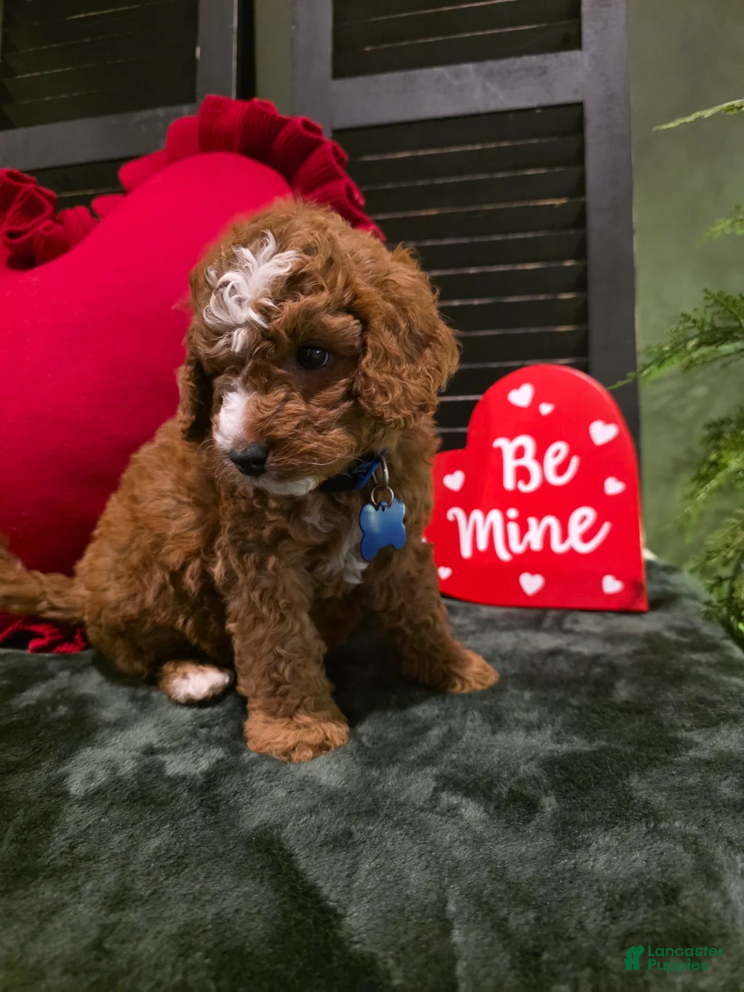 Mini Bernedoodle dogs for sale: Bluey  - Ad 9