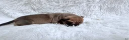 Great Dane dogs for sale: Columbiana - Ad 10