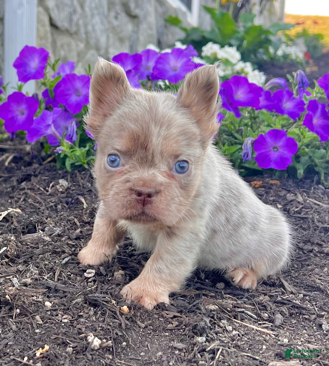 French Bulldog dogs for sale: Mack - Ad 1