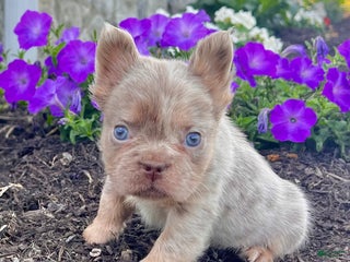 French Bulldog dogs Mack - Ad 3