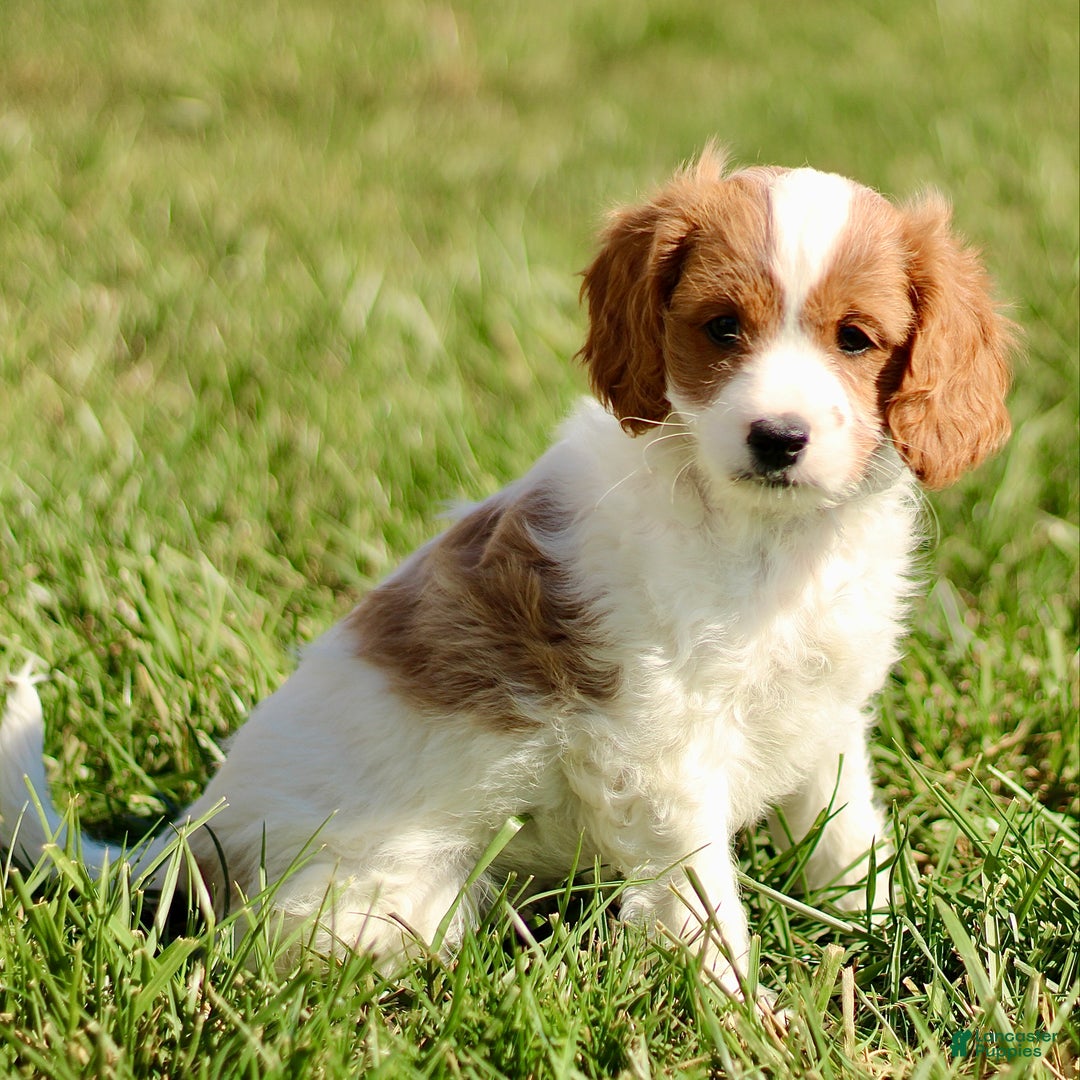 Cavapoo dogs for sale: Korey  - Ad 3