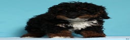 Mini Bernedoodle dogs for sale: Almond - Ad 1