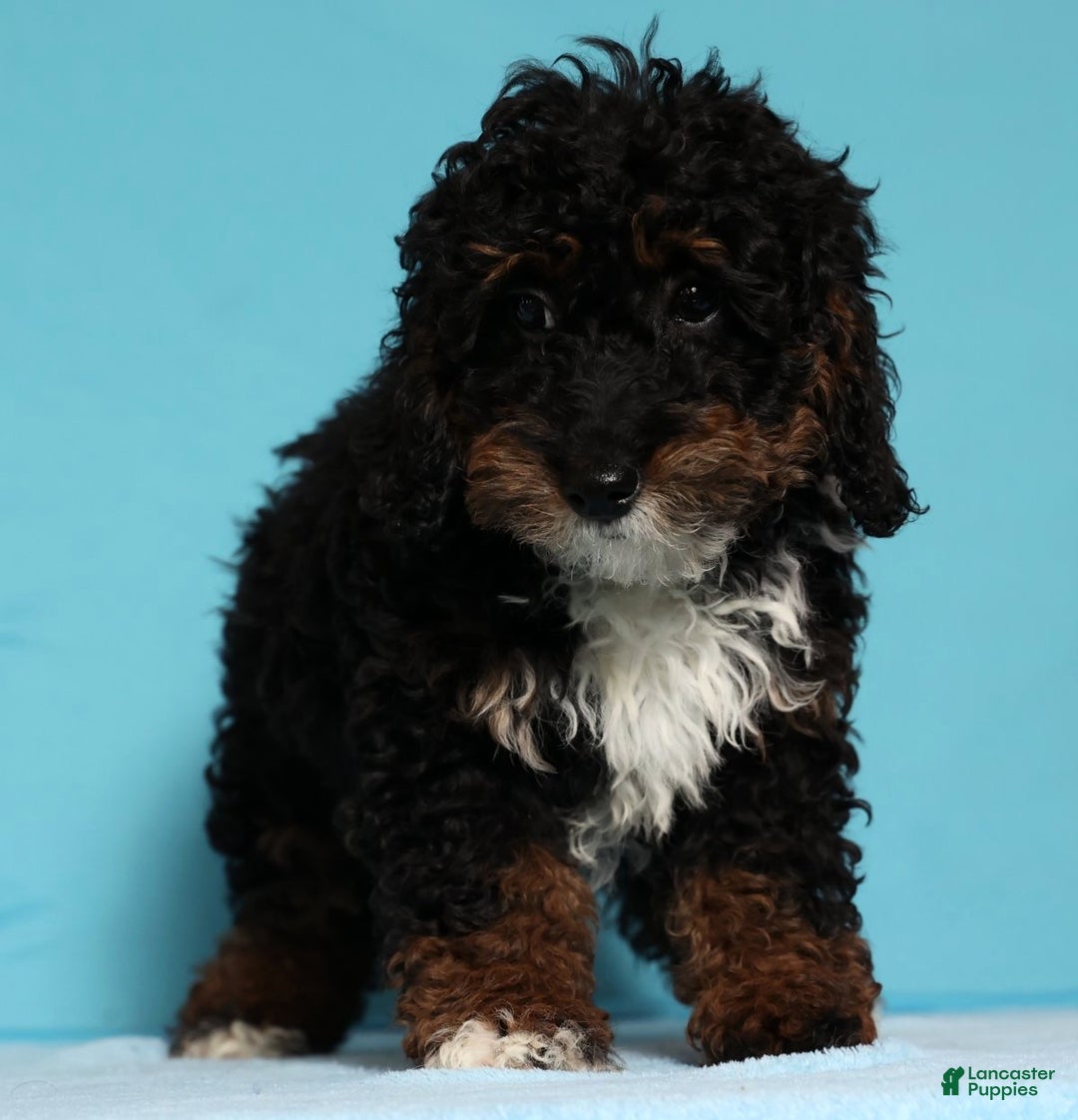 Mini Bernedoodle dogs for sale: Almond - Ad 1