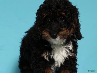 Mini Bernedoodle dogs Almond - Ad 4