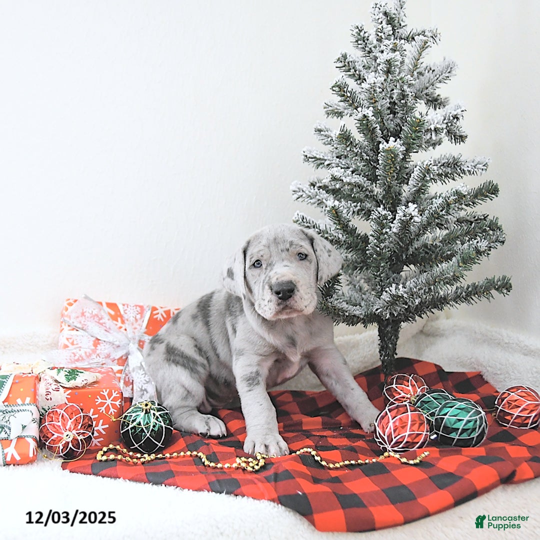 Great Dane dogs for sale: Indigo - Ad 2