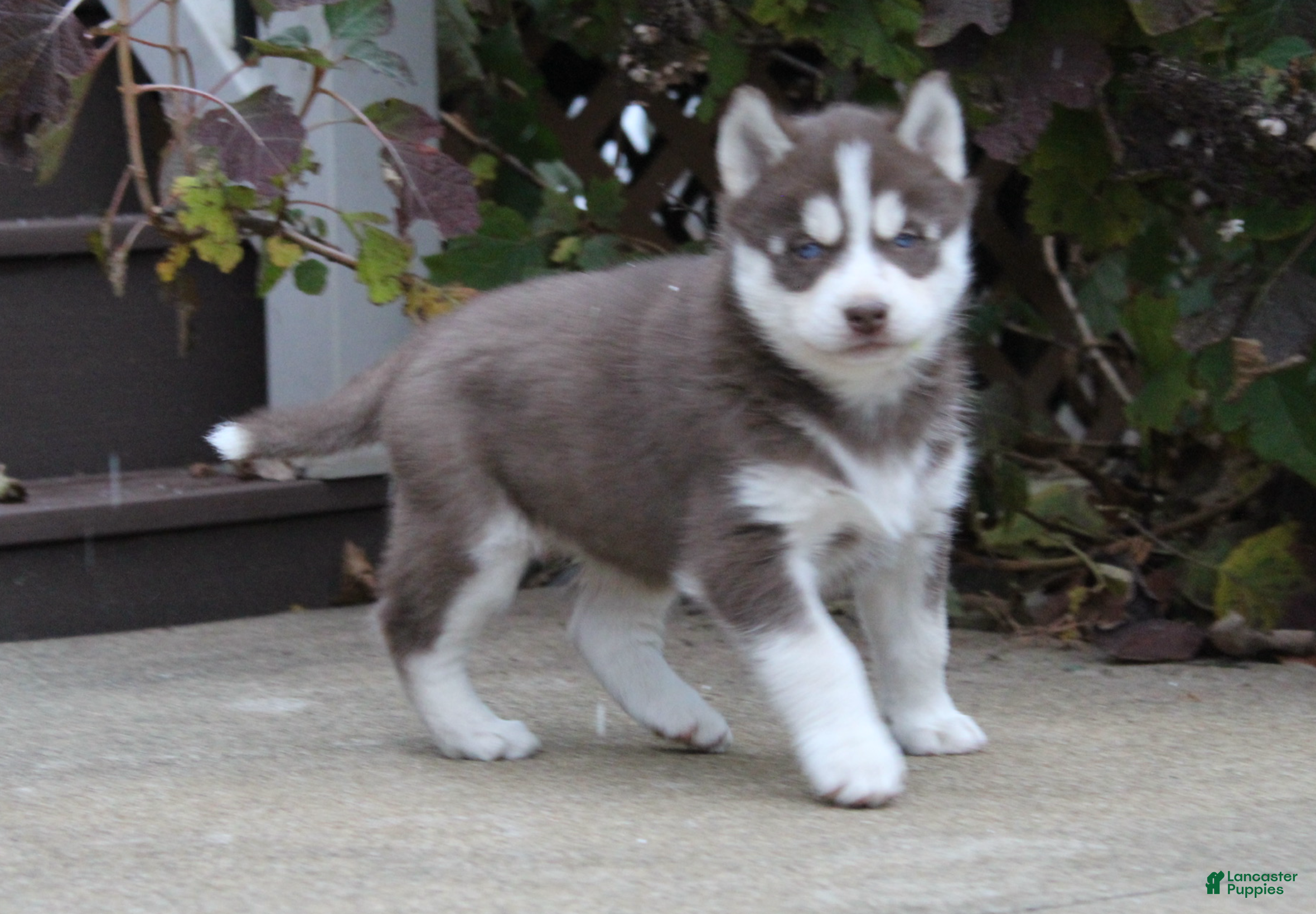 Siberian Husky dogs Reno - Ad 35