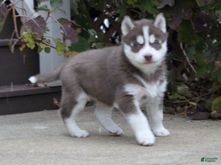 Siberian Husky dogs Reno - Ad 7