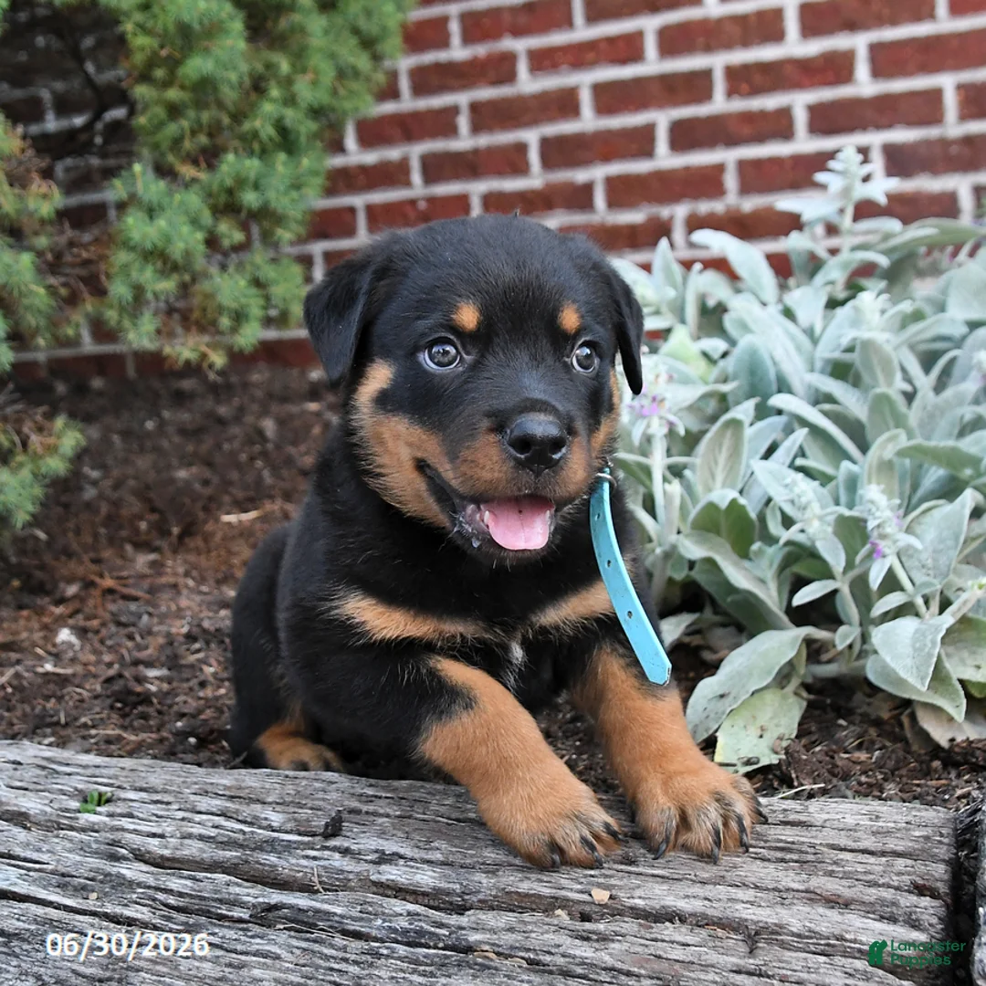 Rottweiler dogs for sale: Bear - Ad 2