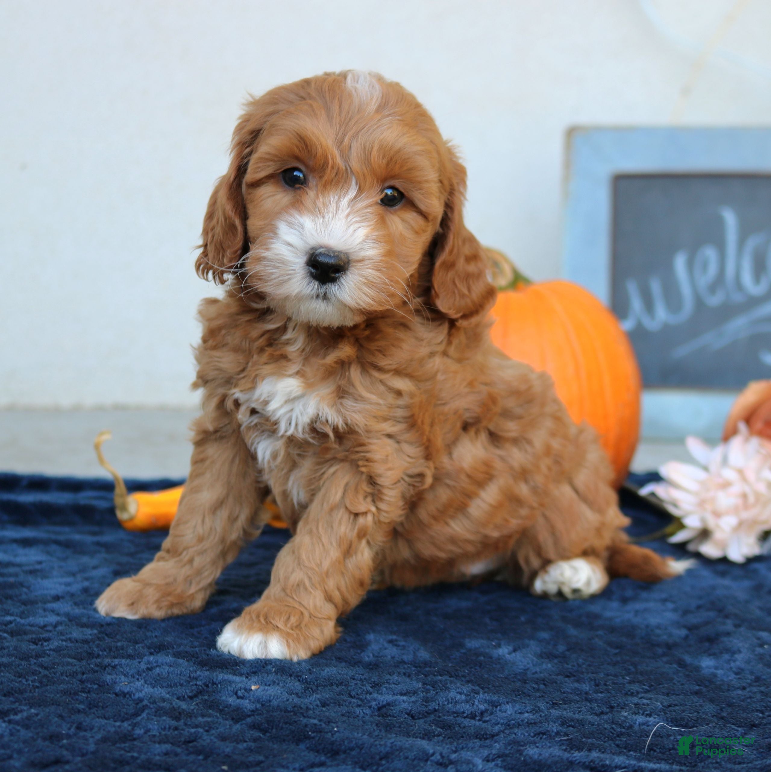 Mini Goldendoodle dogs for sale: Molly  - Ad 1