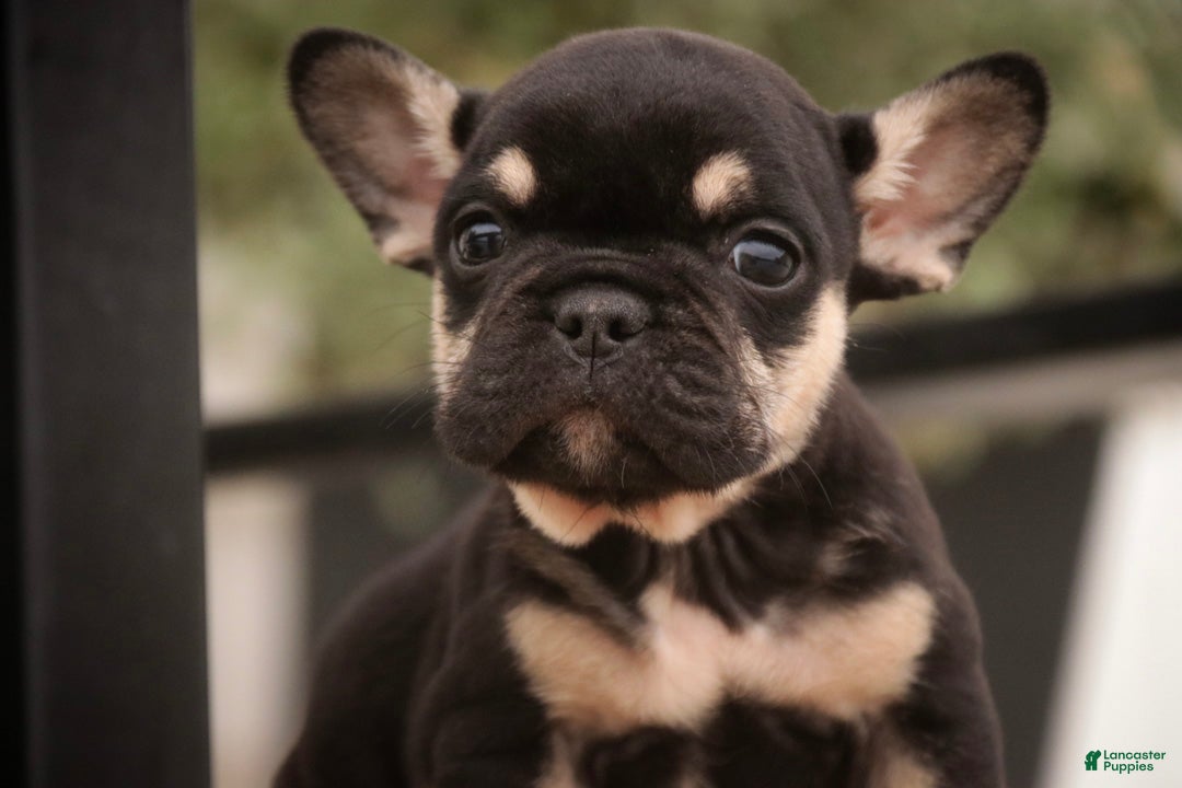 French Bulldog dogs Finn French Bulldog  - Ad 1
