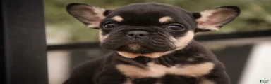 Finn French Bulldog 