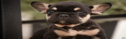 French Bulldog dogs for sale: Finn French Bulldog  - Ad 1