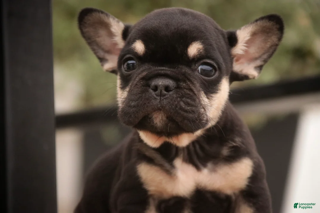 French Bulldog dogs for sale: Finn French Bulldog  - Ad 1
