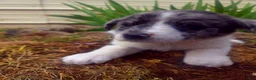 Mixed Breed dogs for sale: Puppy 1 - Ad 4