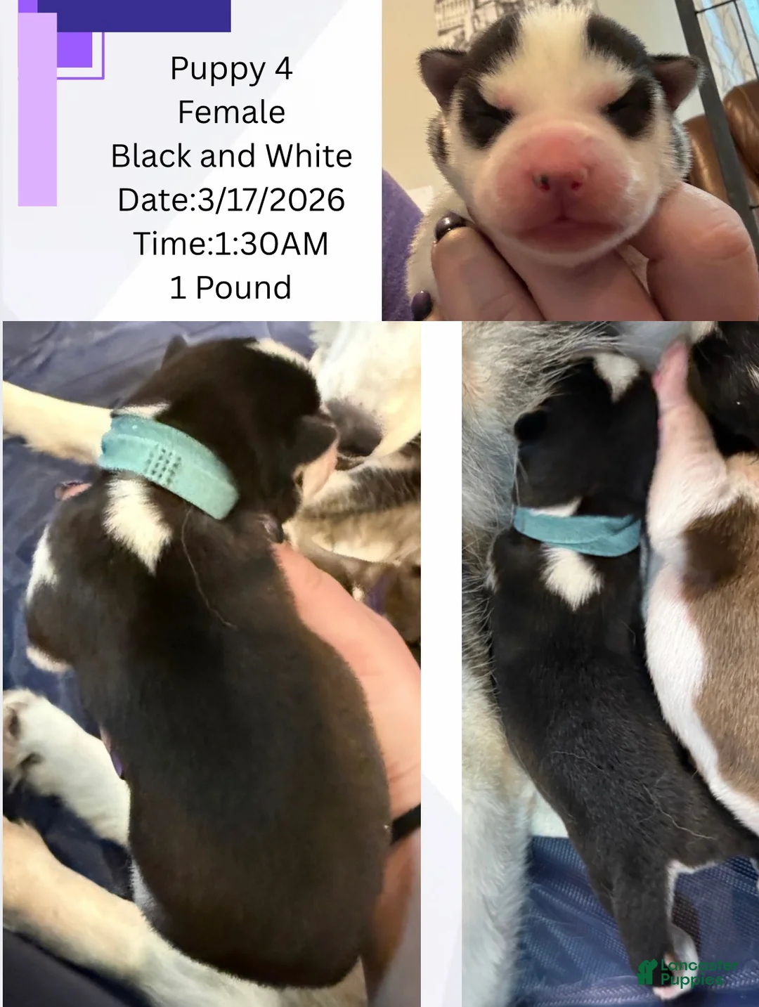 Siberian Husky dogs for sale: Princess Nimue - Ad 2
