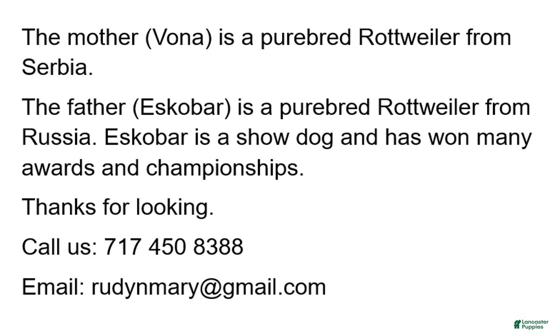 Rottweiler dogs for sale: Bonnie - Ad 11