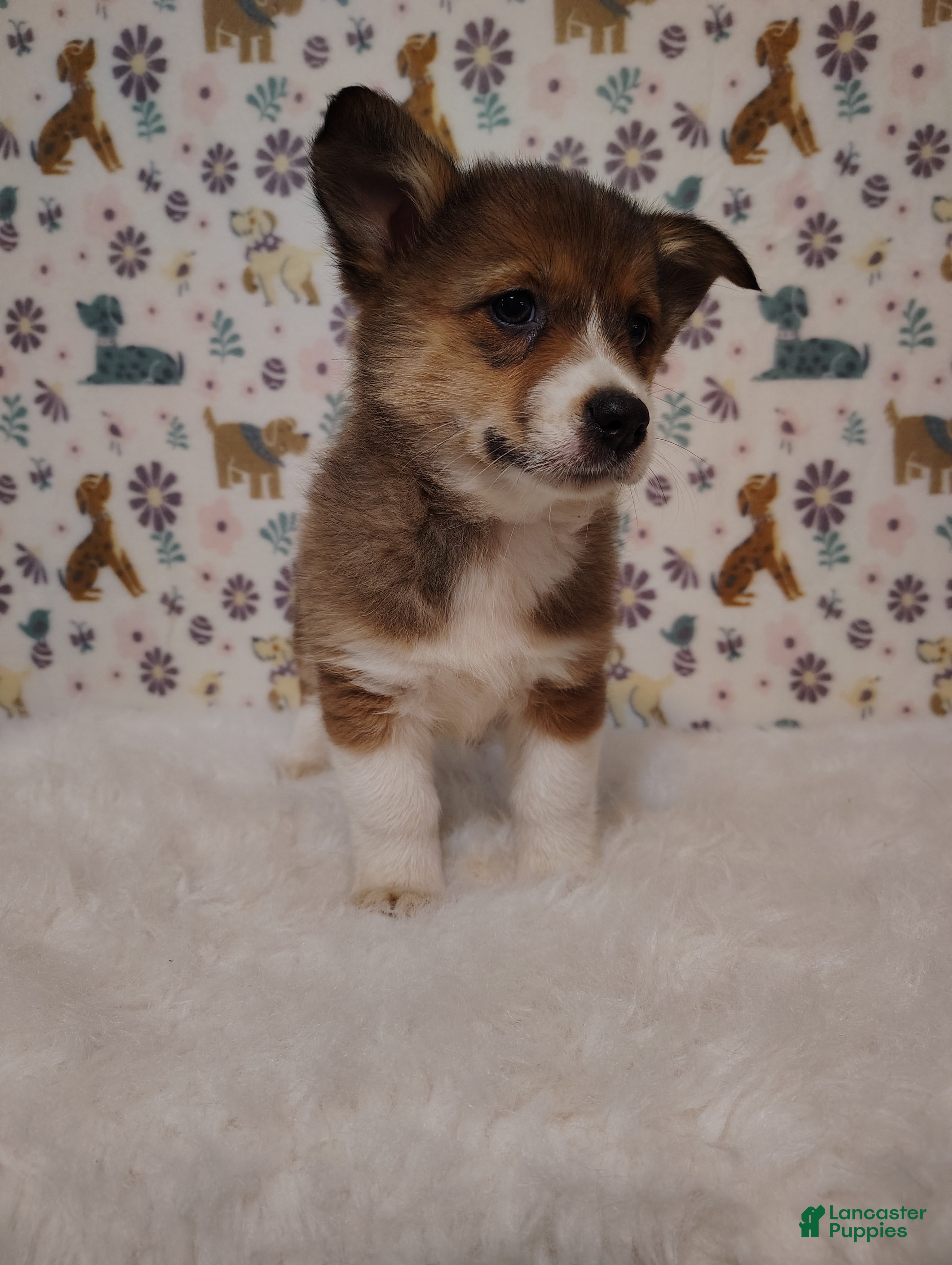 Mixed Breed dogs Dakota  - Ad 2