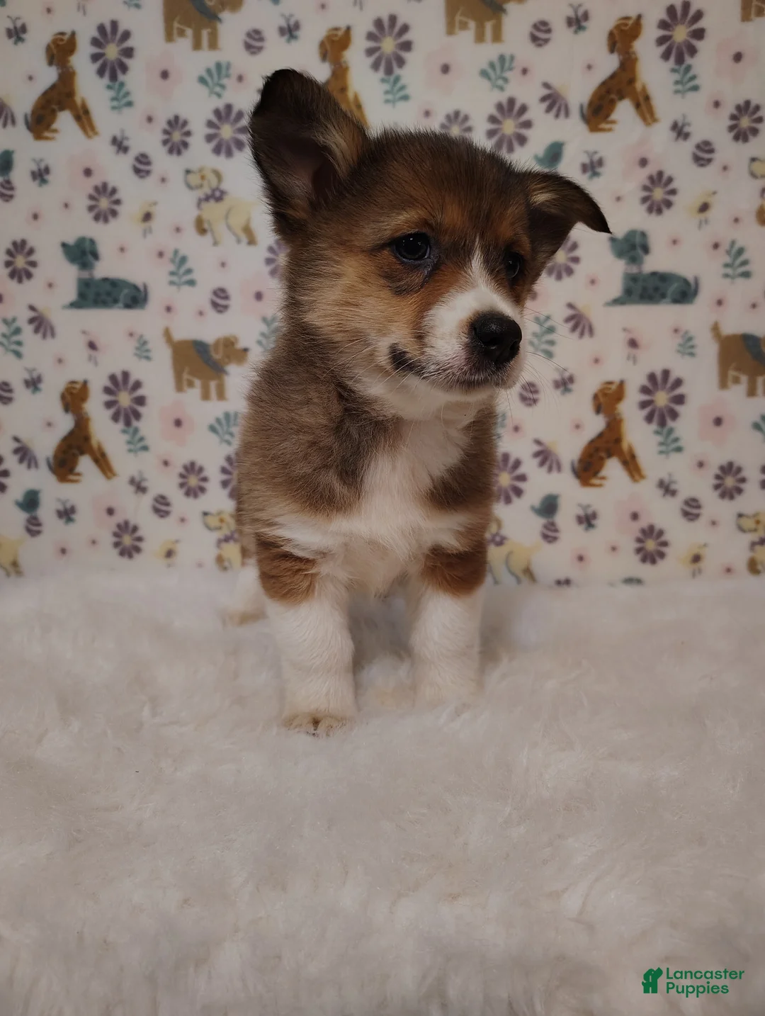 Mixed Breed dogs for sale: Dakota  - Ad 2