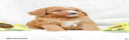Goldendoodle dogs for sale: Jewel - Ad 7