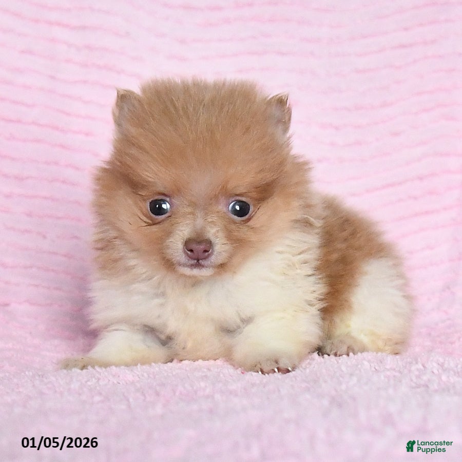 Pomeranian dogs Peanut  - Ad 16