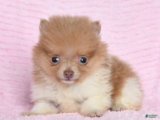 Pomeranian dogs Peanut - Ad 11