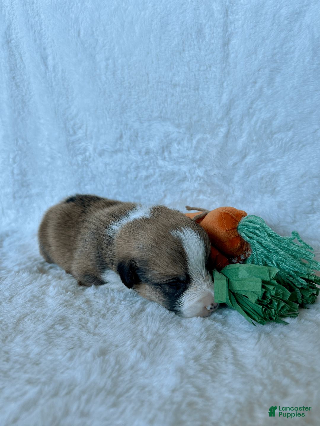 Welsh Corgi Pembroke dogs for sale: Welsh Corgi Pembroke Puppy 3 - Ad 2