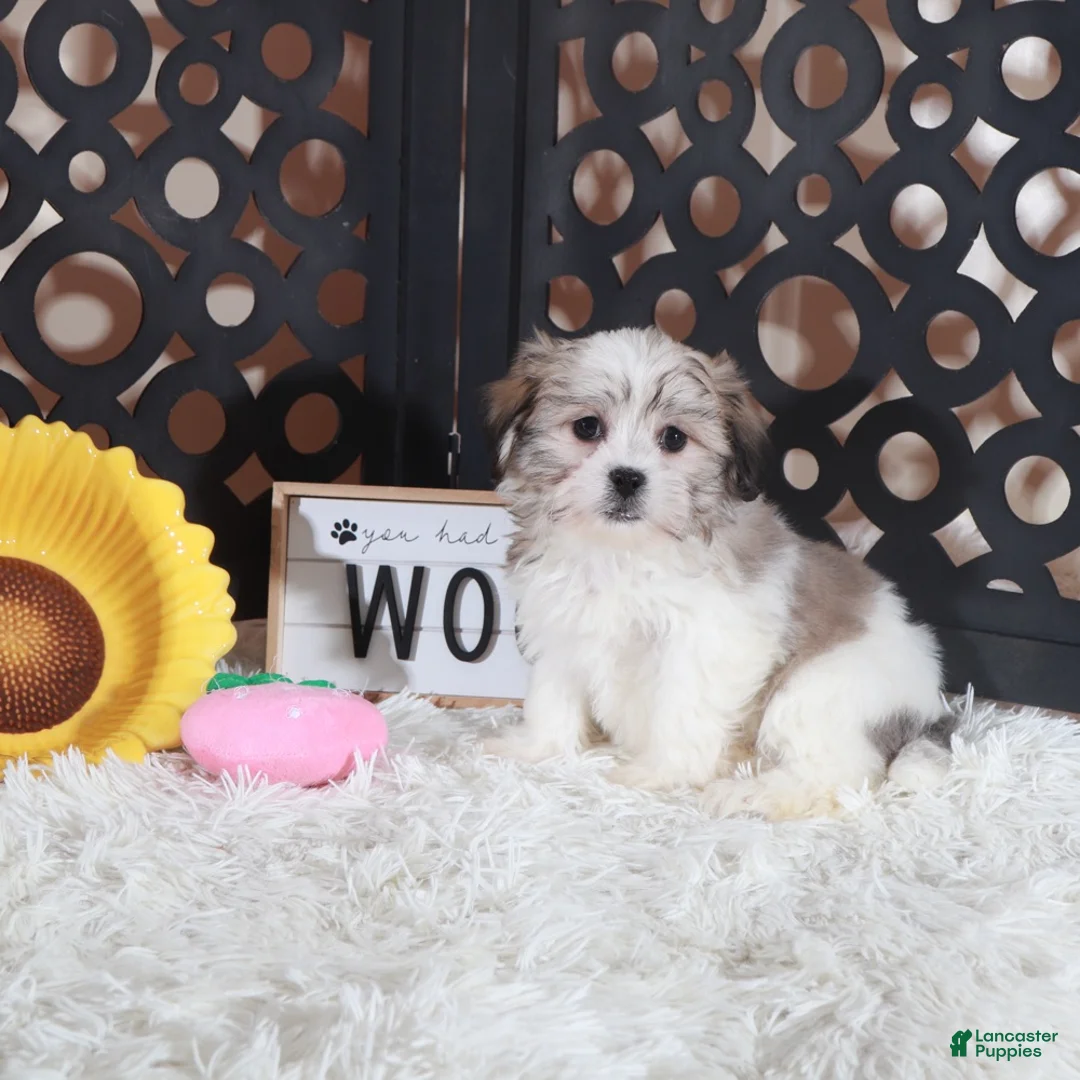 Teddy Bear dogs for sale: Brandy Precious Little Teddy Bear Puppy - Ad 2