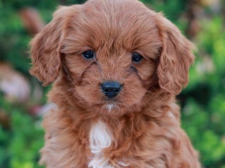 Cavapoo dogs Dash - Ad 35