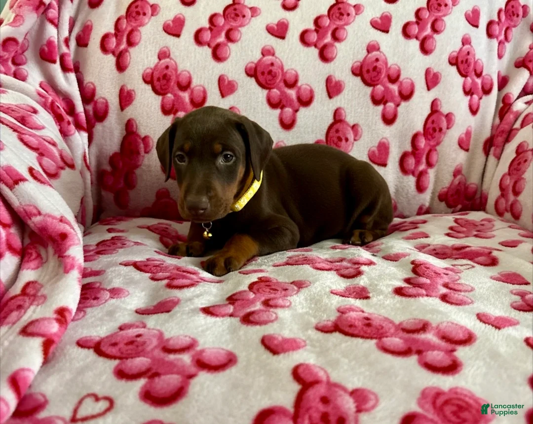 Doberman Pinscher dogs for sale: Val-NOT AMISH  - Ad 3