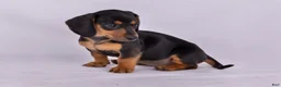 Miniature Dachshund dogs for sale: Patsy - Ad 5