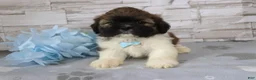 Shih Tzu dogs for sale: Roscoe - Ad 3