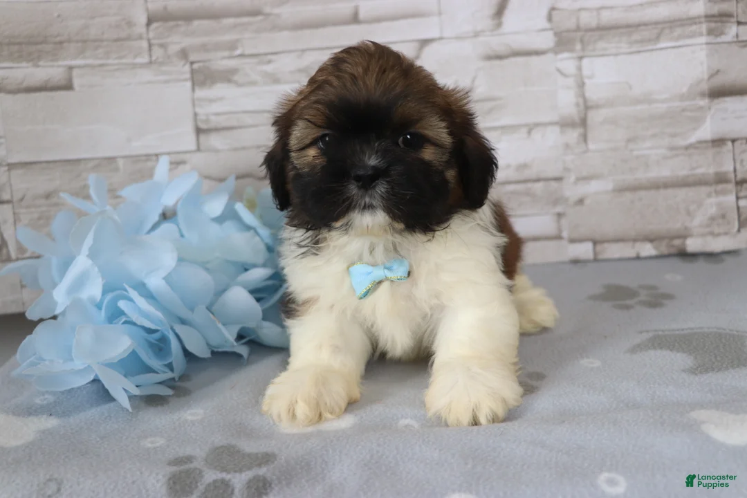 Shih Tzu dogs for sale: Roscoe - Ad 3