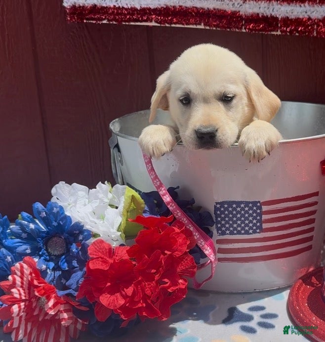 Labrador Retriever dogs for sale: Labrador Retriever Puppy 6 - Ad 7